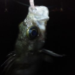 雨上がりメンバリング