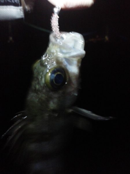 雨上がりメンバリング