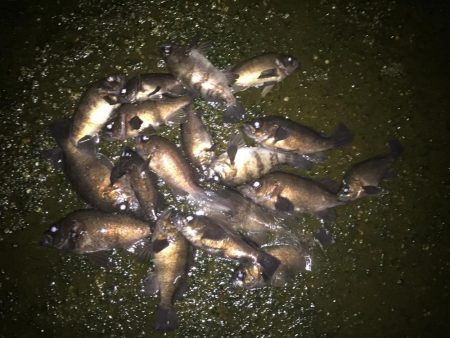 メバル好釣中♪