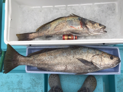 オオニベ釣れました☆