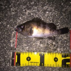 nadaプラグの実釣その1！