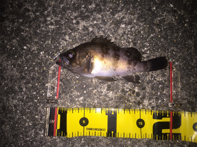 nadaプラグの実釣その1！