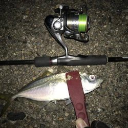 京都でのアジング　冬の時期の情報！