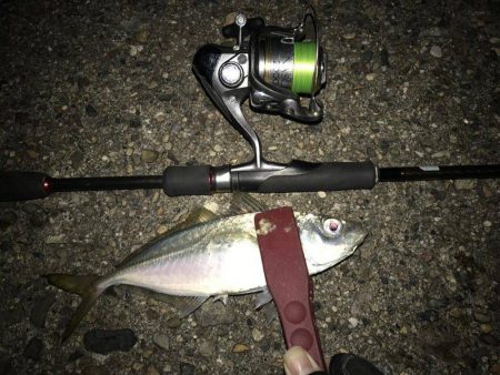 京都でのアジング　冬の時期の情報！