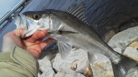 エビ撒きでハネ