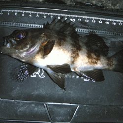 姫路メバリング（2018-3）