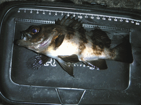 姫路メバリング（2018-3）