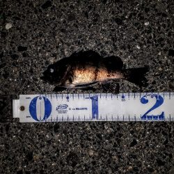 新規ポイントに、再チャレ～！