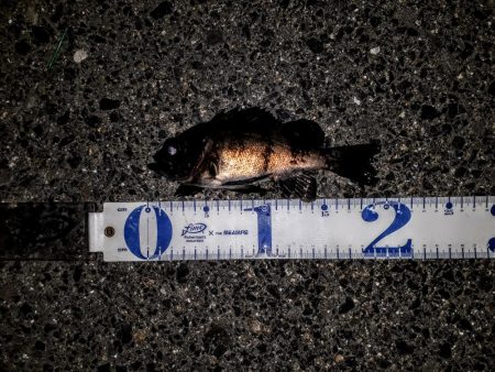 新規ポイントに、再チャレ～！