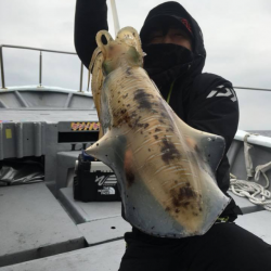 バースデーイカ ゲット