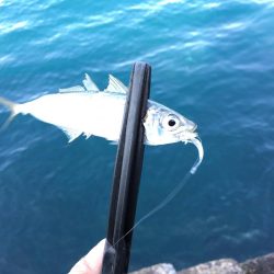 激シブのデイアジング