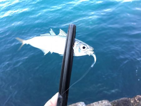 激シブのデイアジング