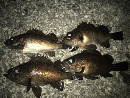 メバリング釣行第3弾