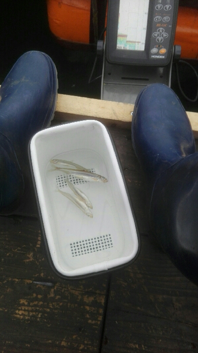 生野銀山湖　ワカサギ釣り