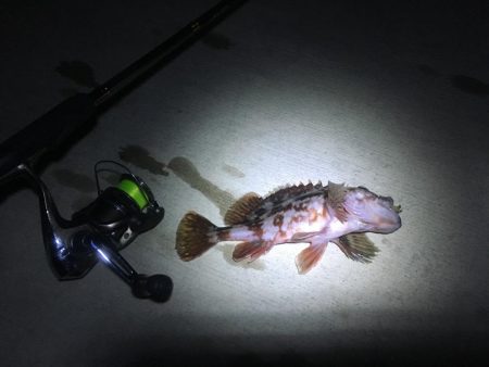 狙い通りの１匹