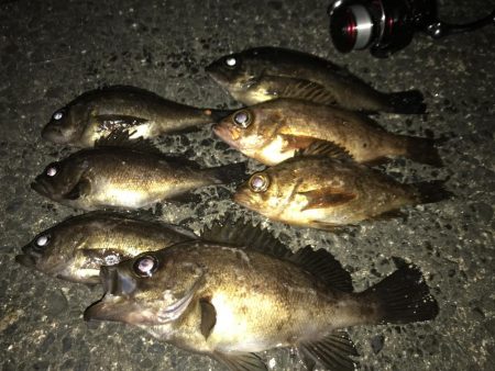 メバリング爆釣第二弾