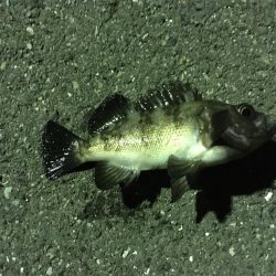 ライトワインド