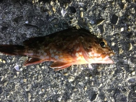 え！あっ！うっ！？