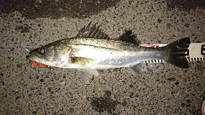 愛しいドブ川にて♪