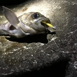 三連釣行 計10匹！