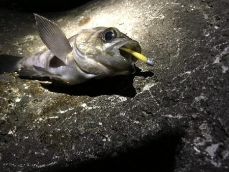 三連釣行 計10匹！