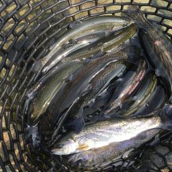 芥川マス釣り場のトラウト