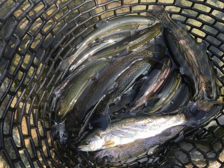 芥川マス釣り場のトラウト