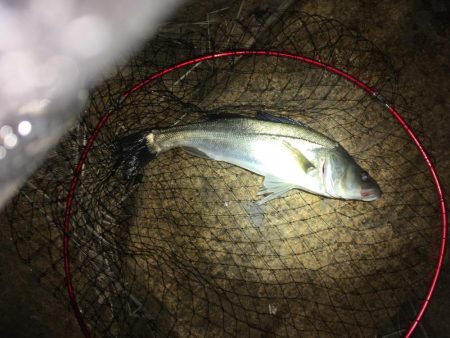 シーバス渋いです。