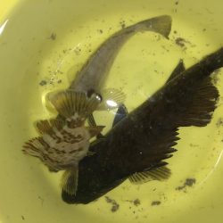 癒しのライトゲーム！