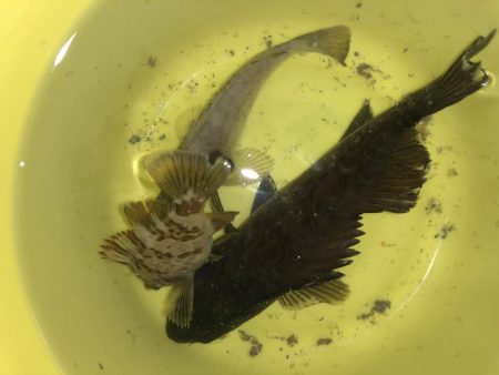 癒しのライトゲーム！