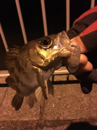 プラッギン…グ？