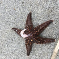 エギングおもろいっす