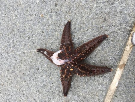 エギングおもろいっす