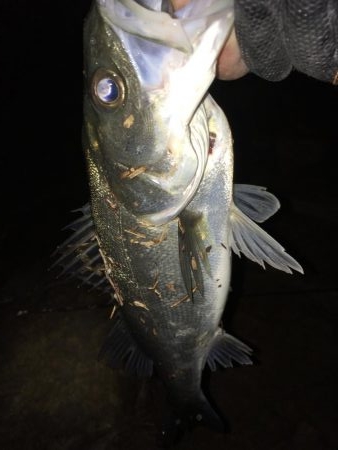 冷音 ふらっしー