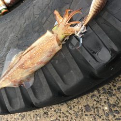 アオリ…じゃない！