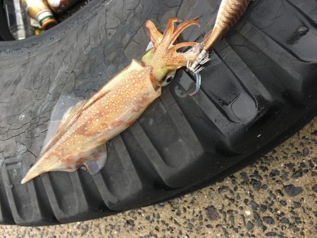 アオリ…じゃない！