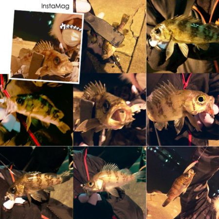 メバルくん★10匹以上★