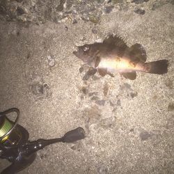 磯竿メバリング