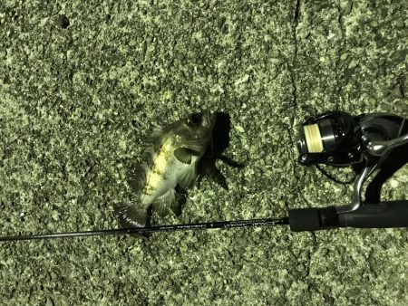 メバリングランガン