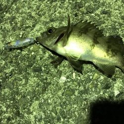 メバル プラッキング