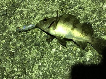 メバル プラッキング