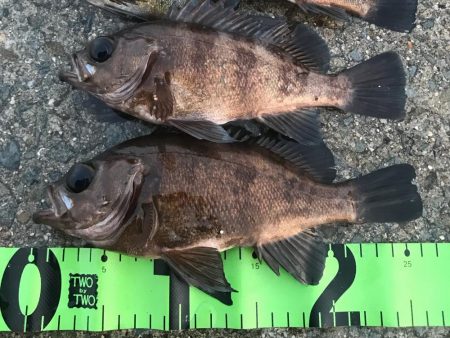 月夜〜朝マヅメ