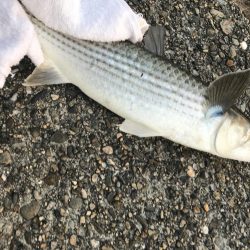 寒ボラが食べたい！