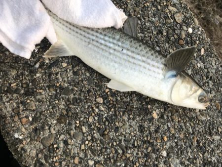 寒ボラが食べたい！