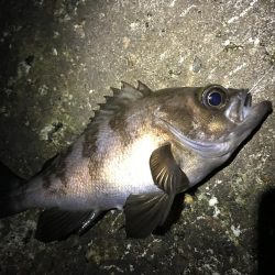 サイズアップならず!