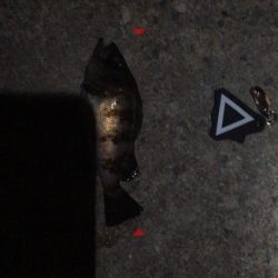 メバリング?ガシリング?