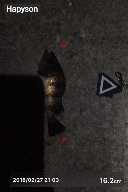 メバリング?ガシリング?