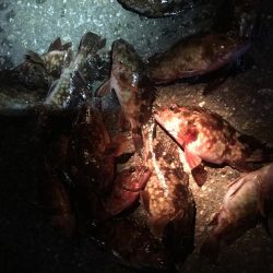 ライトライトライも