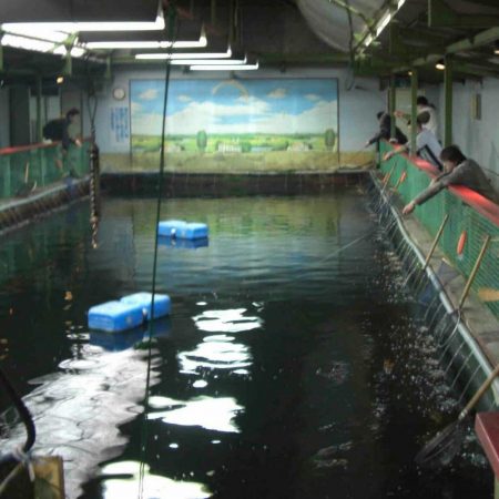 室内釣堀(フナ6匹)