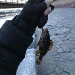 芦屋水道ライトゲーム